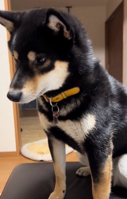 パパを見つめるヨルちゃん