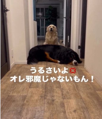 寝そべる犬と吠える犬2