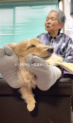 祖母の足の上で寝る小型犬