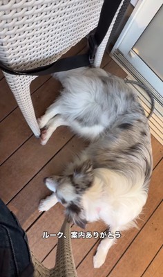 お店に案内してくれるルークくん⑩