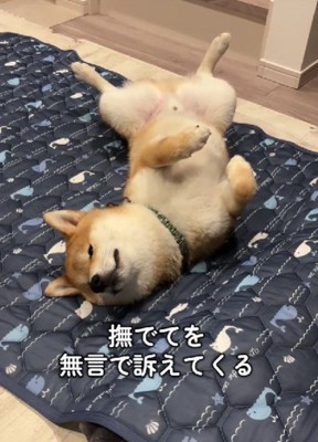 無言でなでなでを催促