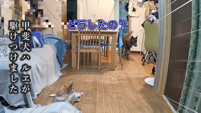 ハルヱちゃんが登場
