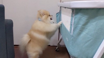 一生懸命な姿に愛を感じます
