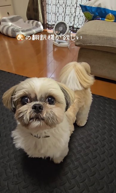 カメラを持つ飼い主をキラキラの目で見つめるシーズー