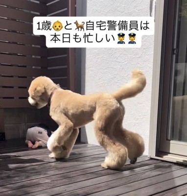 男の子のもとへ歩いていく犬