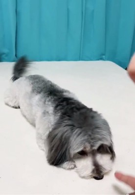 フセするこりきくん