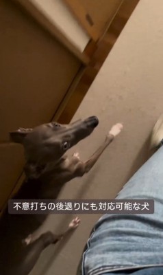 飼い主さんについて歩くプットくん3