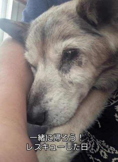 レスキューした日のたろうくん