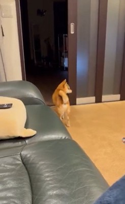振り返る犬