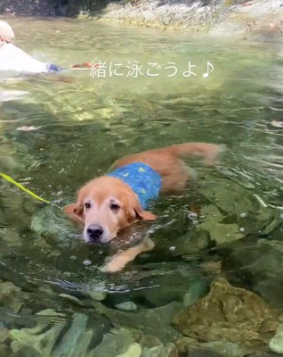 「一緒に泳ごうよ~」