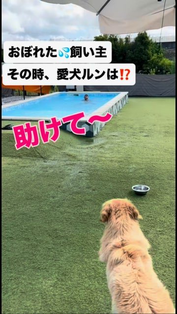 遠くのプールで溺れる飼い主をみる犬