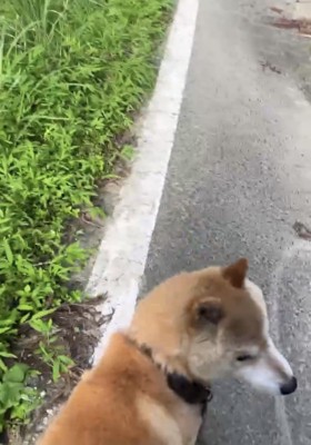 立ち止まり振り返る犬