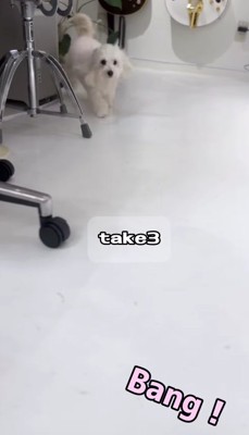 離れたところから走ってくる白い犬