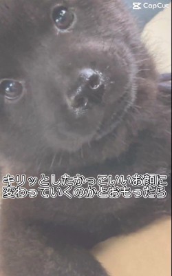 カッコイイ姿に成長するはず…