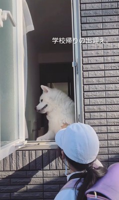 秋田犬のお見送りとお出迎え9