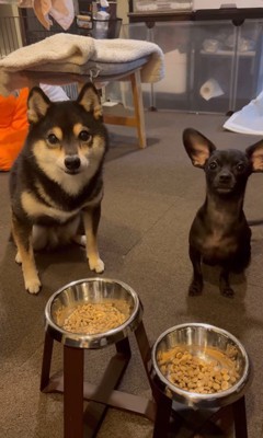 「マテ」をするコメ助くんと豆福くん