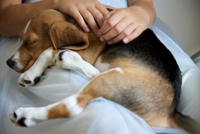 抱かれている犬