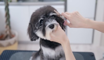 目がキラキラです