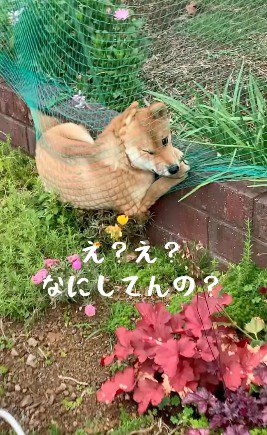 ネットに寝転がりながら飼い主の方を見つめる犬