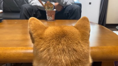 ラーメンを見る犬の後頭部