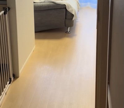 ソファに何かいる…