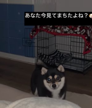 暗闇の中で近づいてくる柴犬