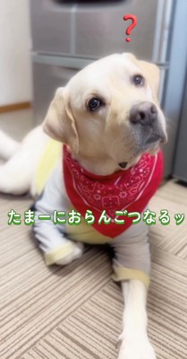 伏せて首をかしげる犬