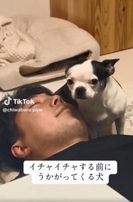 ママを見るピペちゃん