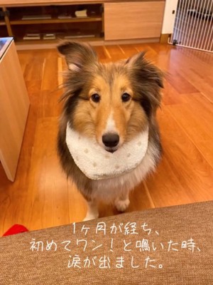 見上げるシェルティ