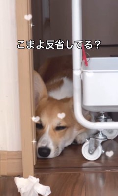 イタズラを反省するこまよちゃん2