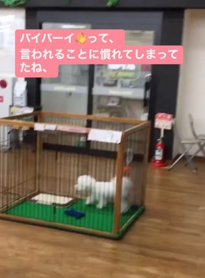 サークルの中を歩き回る犬