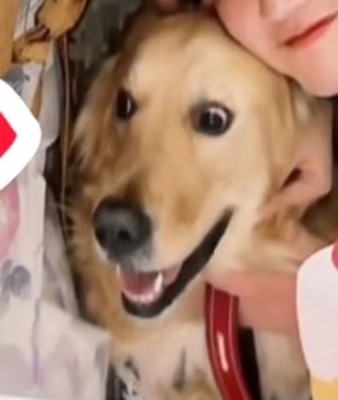 目を見開いてカメラとは違う方向を見つめる犬