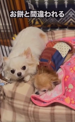 想定外に成長したこめくん2