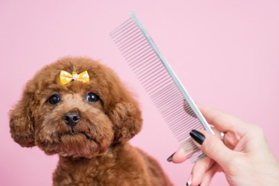 プードルとコーム