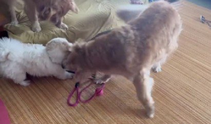 にぎやかな光景にホッコリ