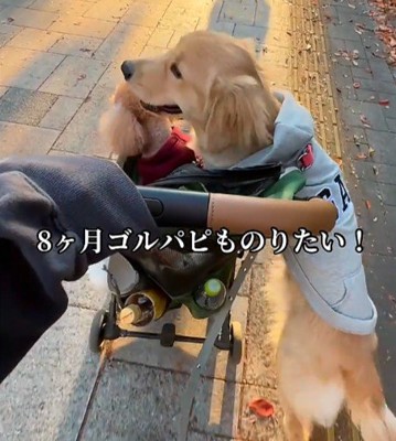 ルルちゃんがカートに飛びついた！