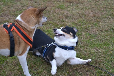 自分より大きな犬にビビる黒いコーギー犬