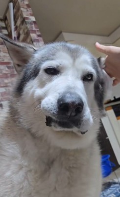 耳掃除中のアランちゃん3