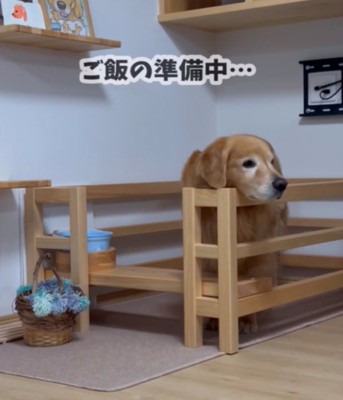 ご飯を待つ犬1