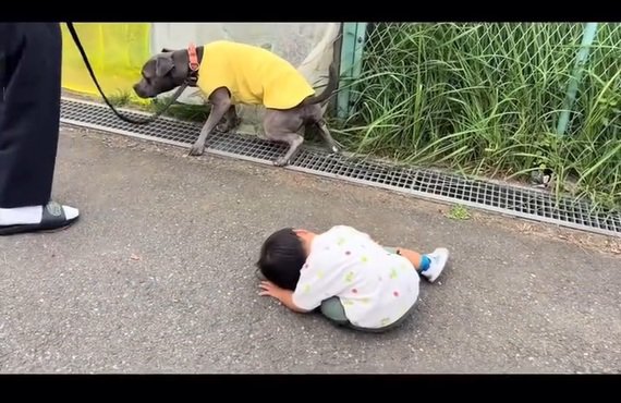 あおいくんを凝視するしおちゃん