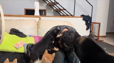 たくさんの犬