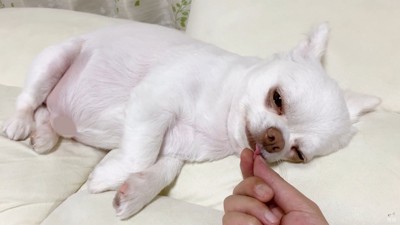 コハクくんの舌を掴んだら？8