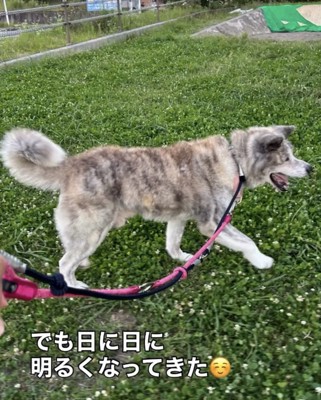 草の上を元気に歩く犬