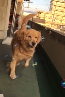 シャボン玉遊びを楽しむ♪