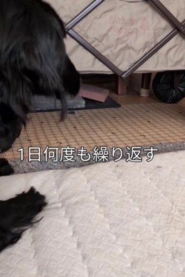 カートにも乗りたがらず…