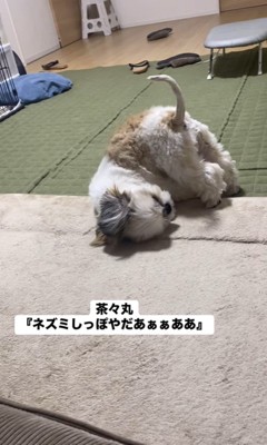 ネズミしっぽを嫌がる茶々丸ちゃん3