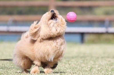キャッチできないポテチくん2
