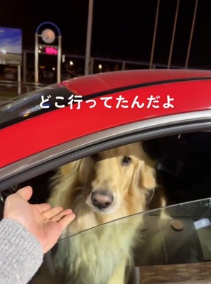 女性の手から顔を離す犬