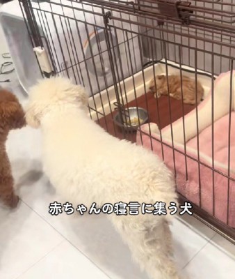 子犬が寝言をいっている！？