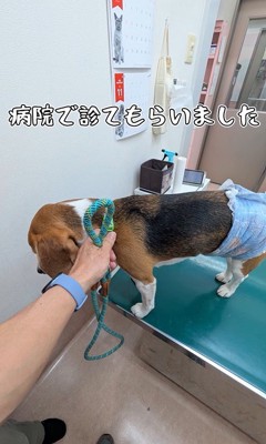 足をかばうこま君7